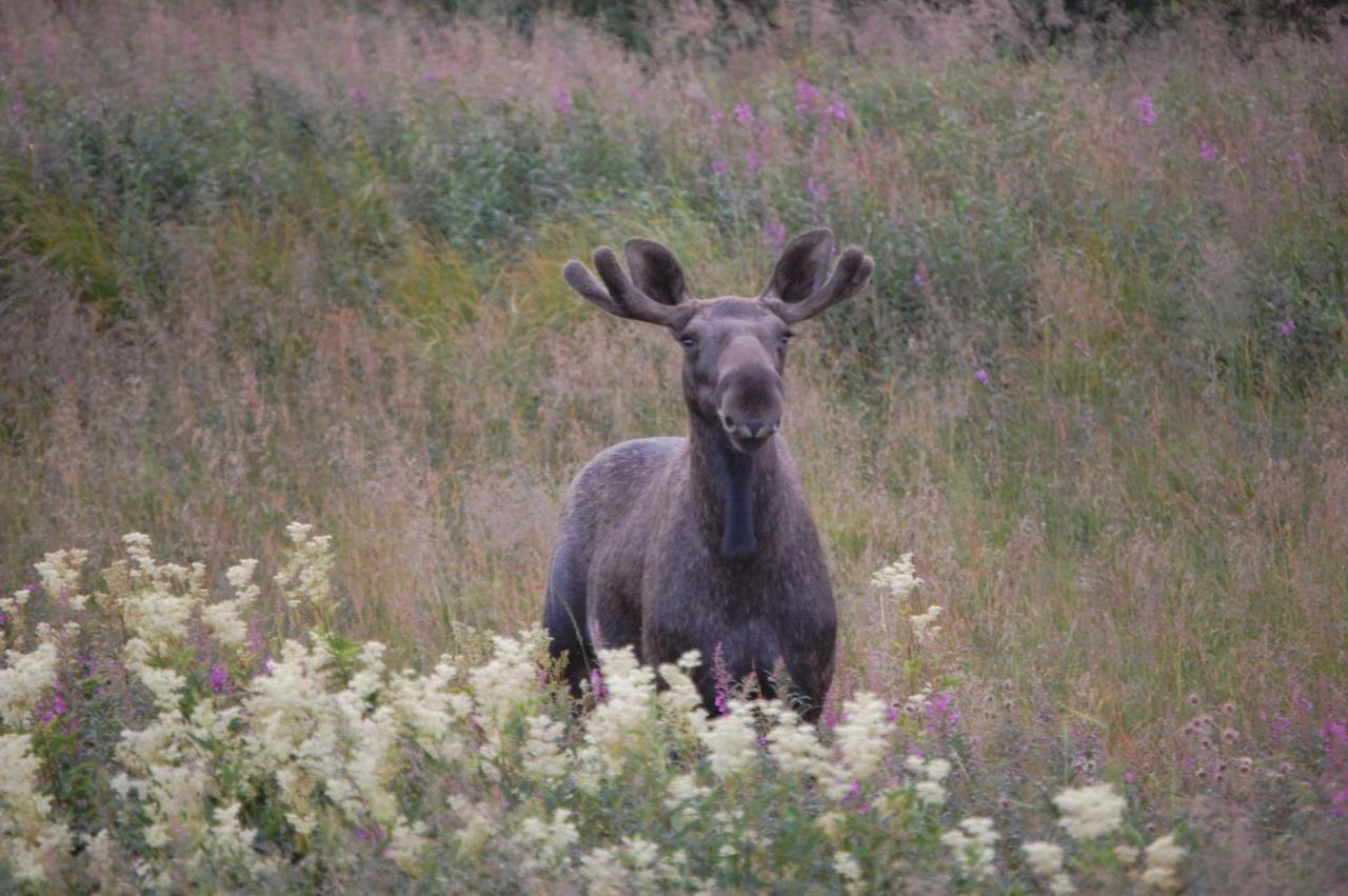 Aha Lodge Sorsele Exteriér fotografie